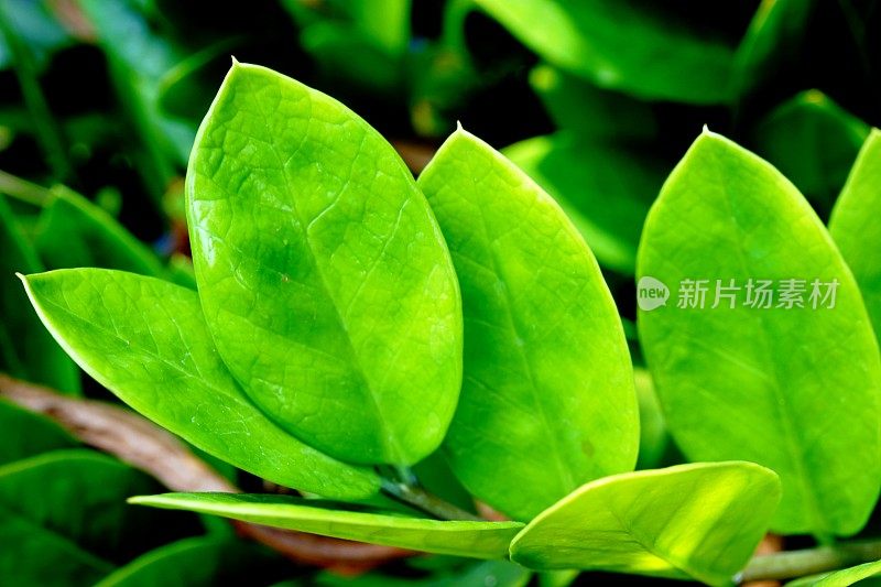 Zamioculcas Zamiifolia叶背景